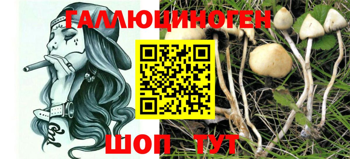 Галлюциногенные грибы прущие грибы Дмитров